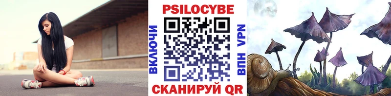 Купить  Дубовка  Псилоцибиновые грибы мицелий 